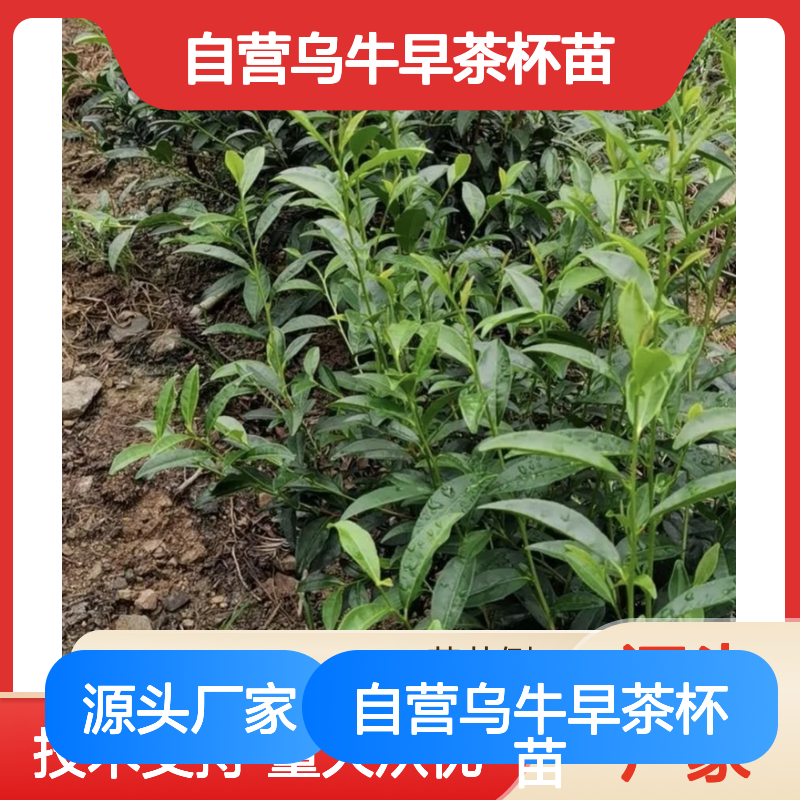 苗木合作社自营乌牛早茶杯苗 园林景观优选 品质保证