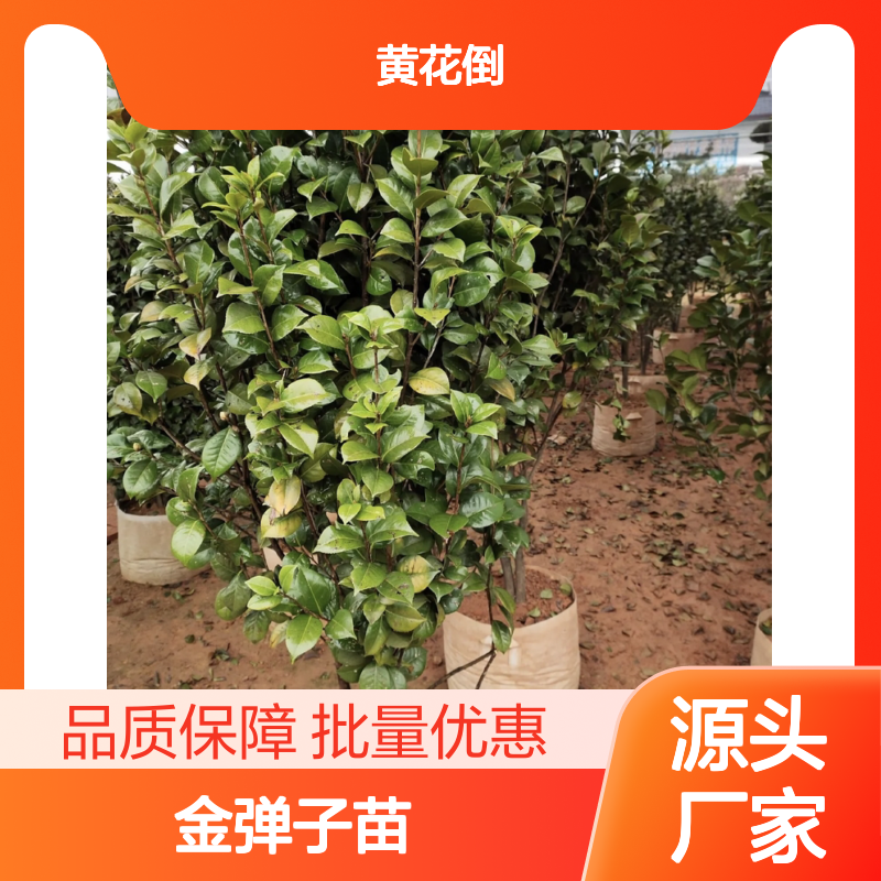 优质金弹子苗 批量供应 常绿灌木 生长直立 充实枝条