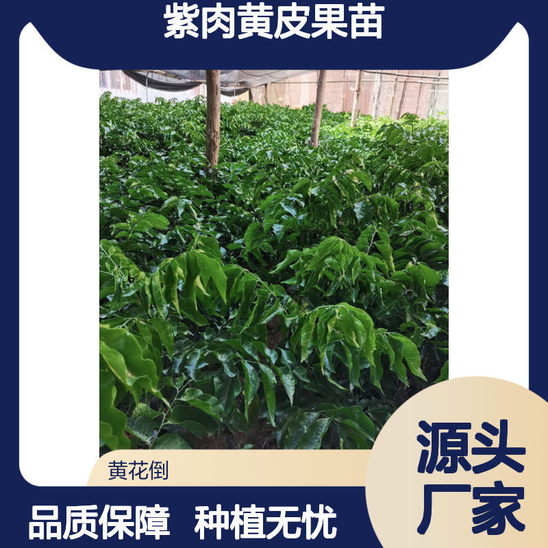紫肉黄皮果苗 基地直供 果树苗木 品种优良 技术指导