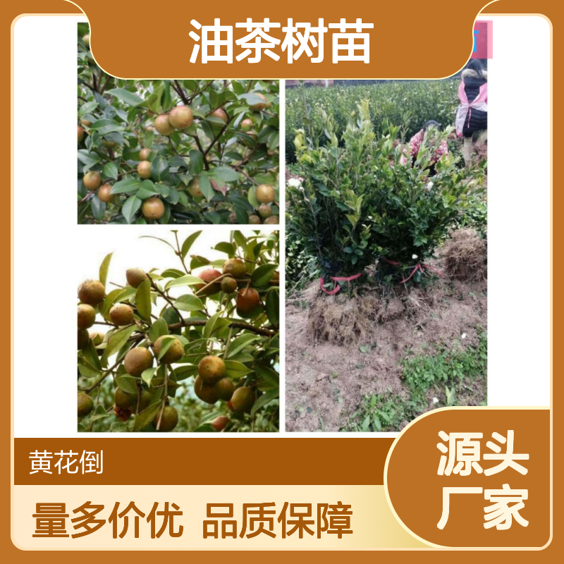 果大皮薄油茶苗 嫁接高产油茶树 营养丰富 种植基地