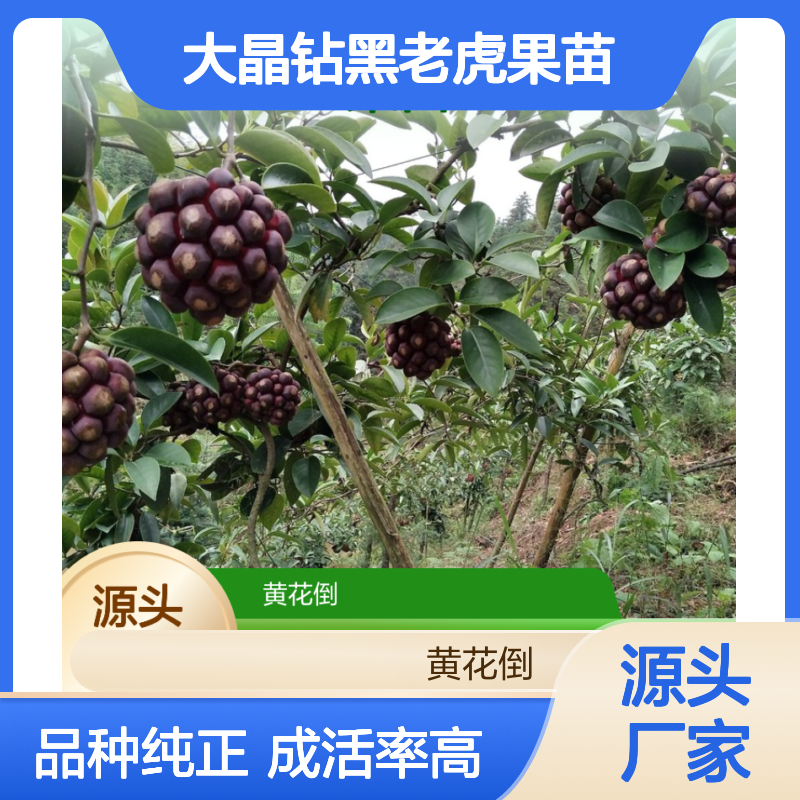 大晶钻黑老虎果苗 批发供应 品种纯正 成活率高