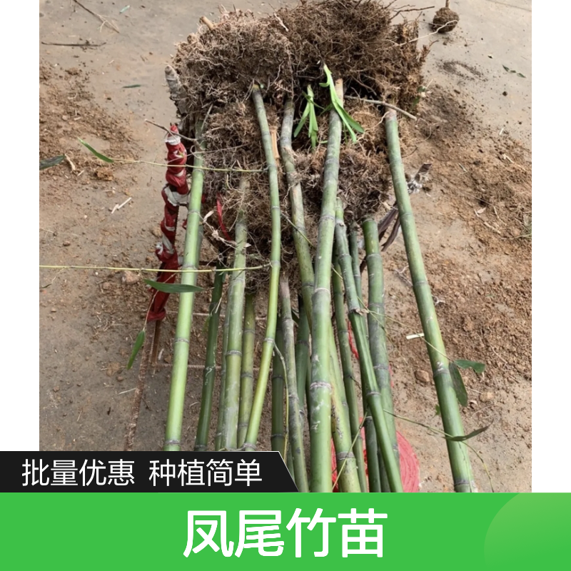 凤尾竹苗 四季青翠 园林种植 傲雪凌霜 修长挺拔