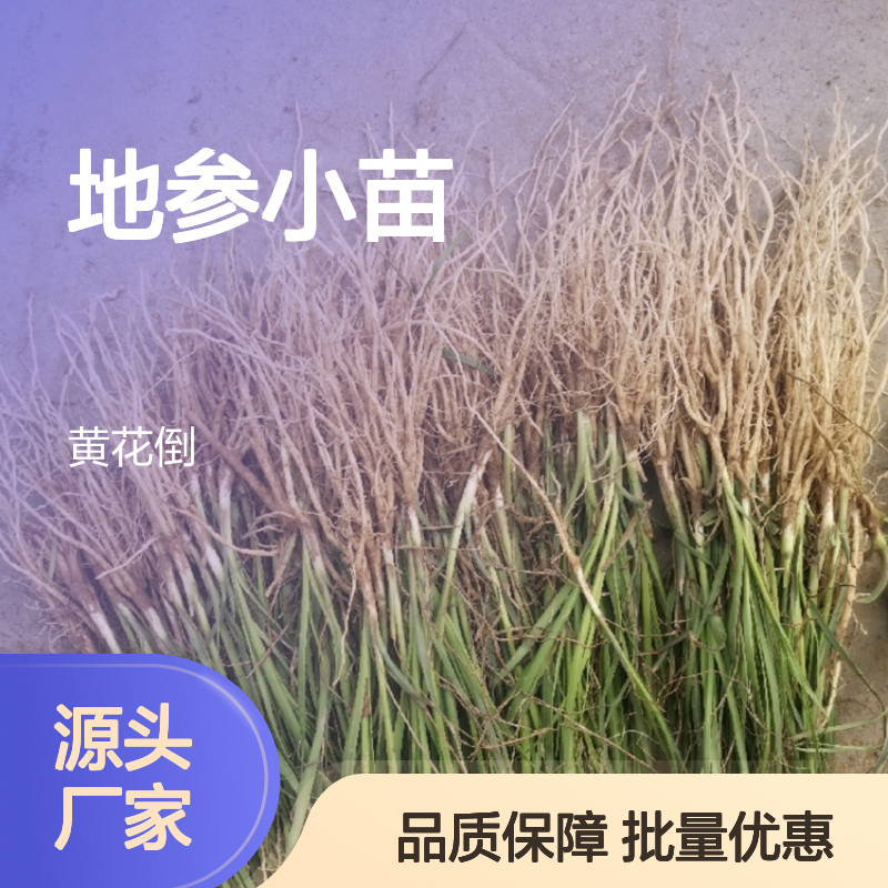 地参小苗批发 高产抗旱耐寒草本 易种易活 排水良好