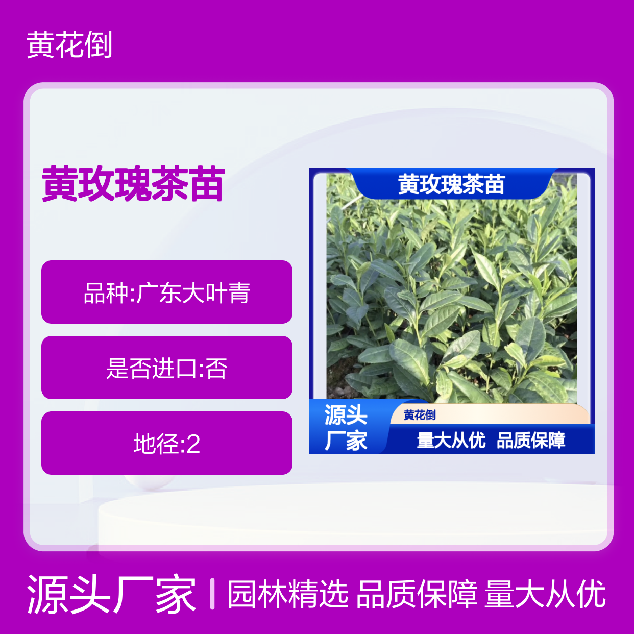 黄玫瑰茶苗 基地直供 园林绿化优选品种 生长旺盛