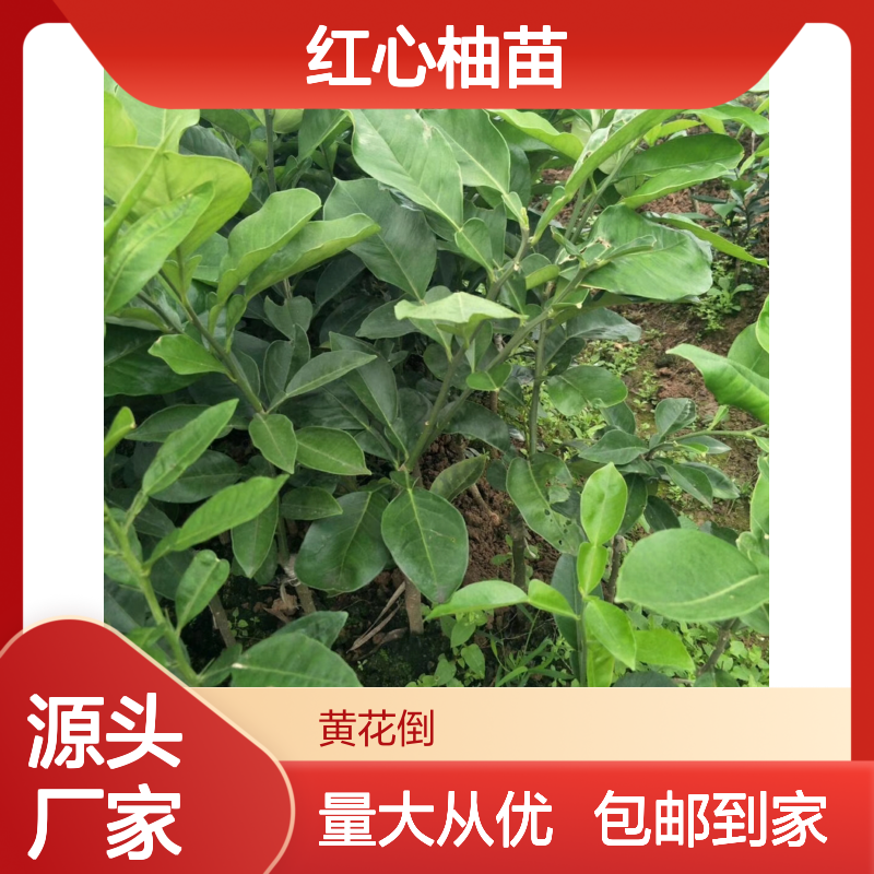 精选红心柚苗 批发基地货源充足 品质优良 成活率高