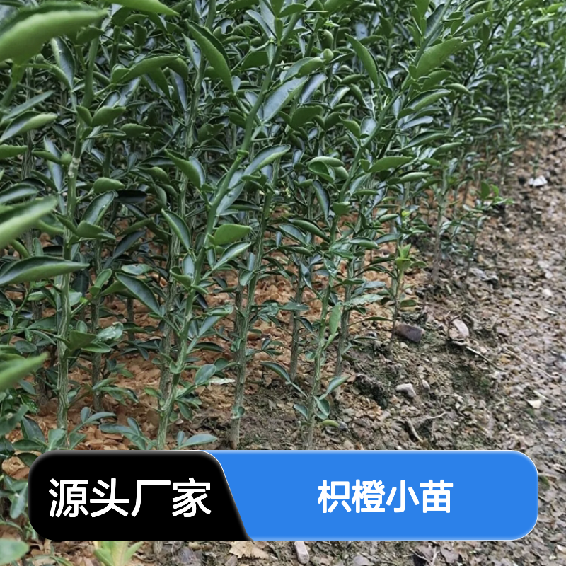 枳橙小苗 华盛顿脐橙杂交品种 抗根腐病 果实优质