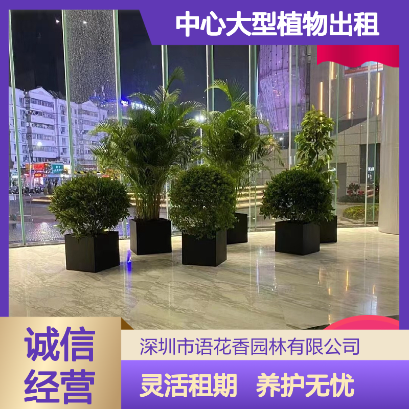 大型植物出租服务 虎皮兰盆栽组合 室内外绿化造景设计