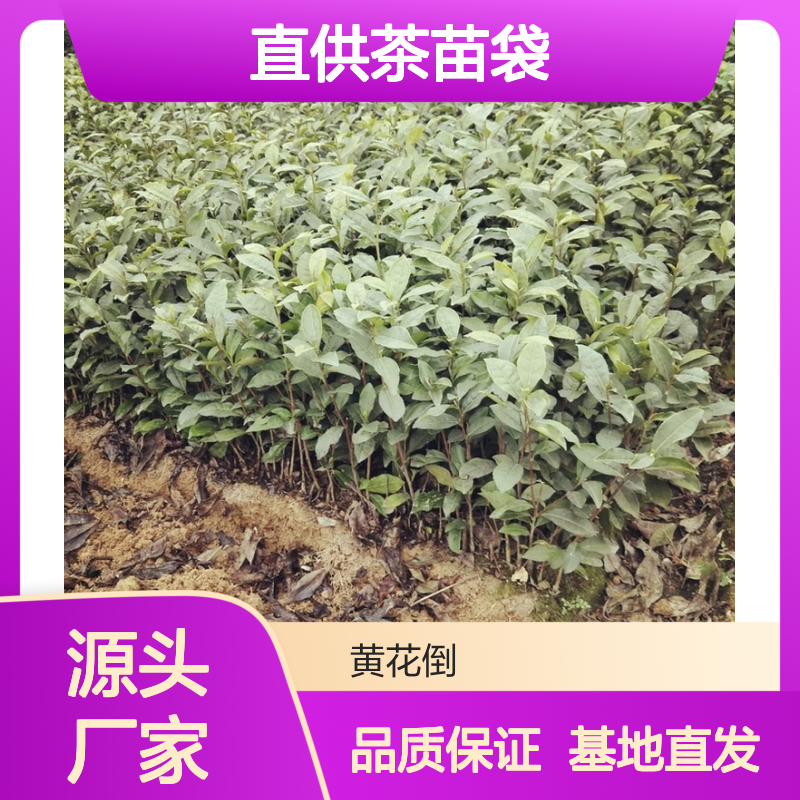 产地直供茶苗袋苗 基地直发包教种植管理技术品质纯正可票
