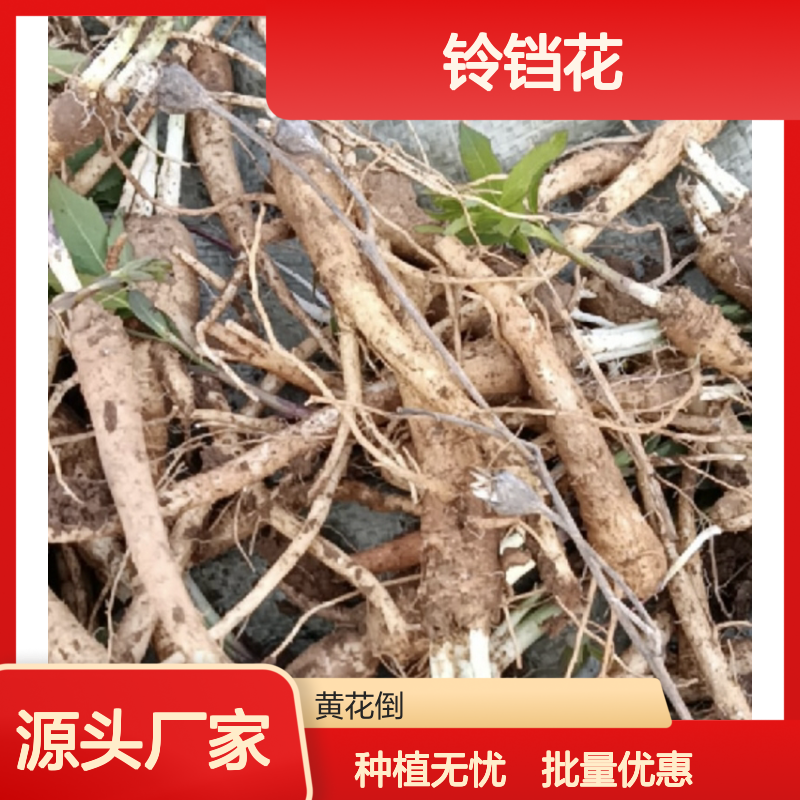铃铛花种苗 批发百亩主产区直供 品质保证 指导服务