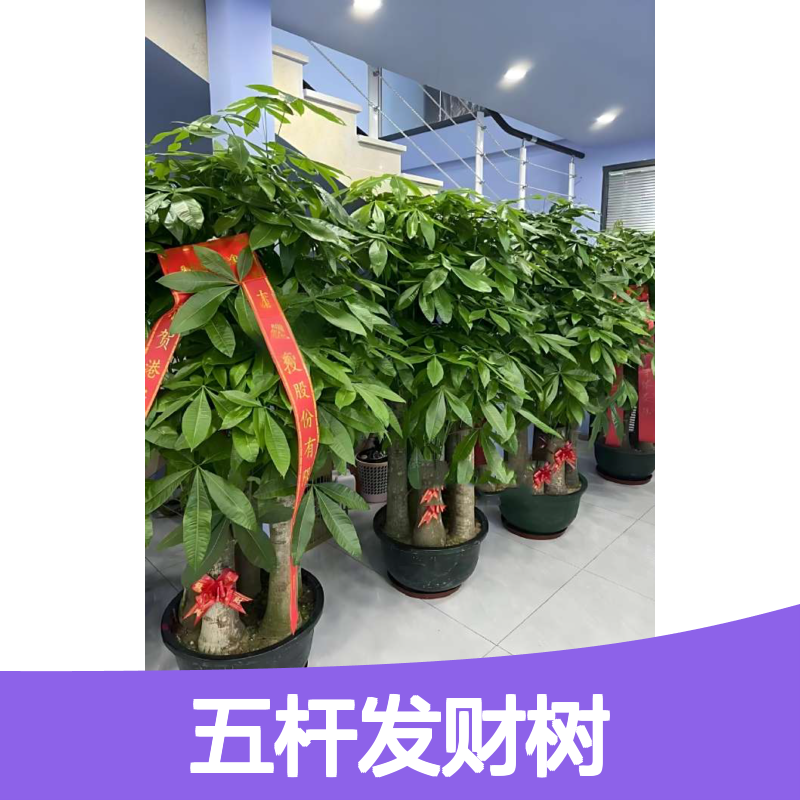 开业乔迁送礼盆栽 五杆发财树 公司送礼 南韵竹风