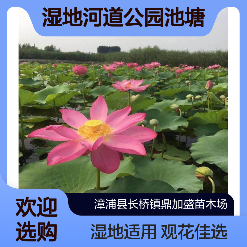 鼎加盛精品荷花苗 粉色系观花 喜湿植物 漳 州产 适合湿地河道公园池塘