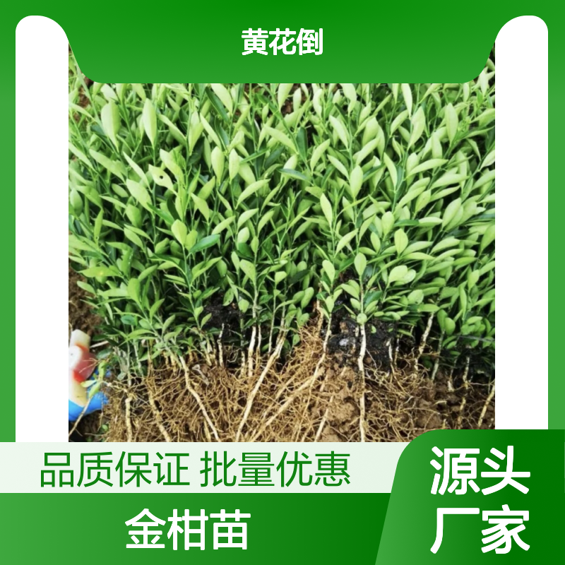 金柑苗批发 金柑种植基地直供 四季常绿 挂果期长