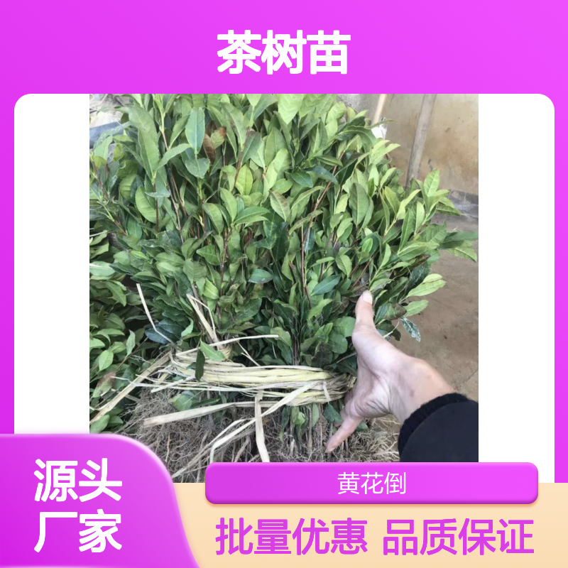 中茶108优质茶树苗 批发供应 生长旺盛 易于管理