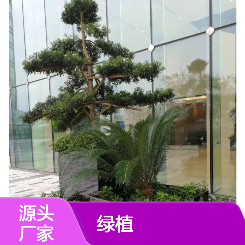 绿植租摆服务 适用于办公场所 专业养护 净化空气