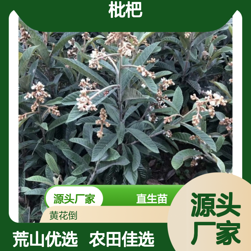 枇杷直生苗 荒山农田可种 售后无忧 管理简单 果实优质