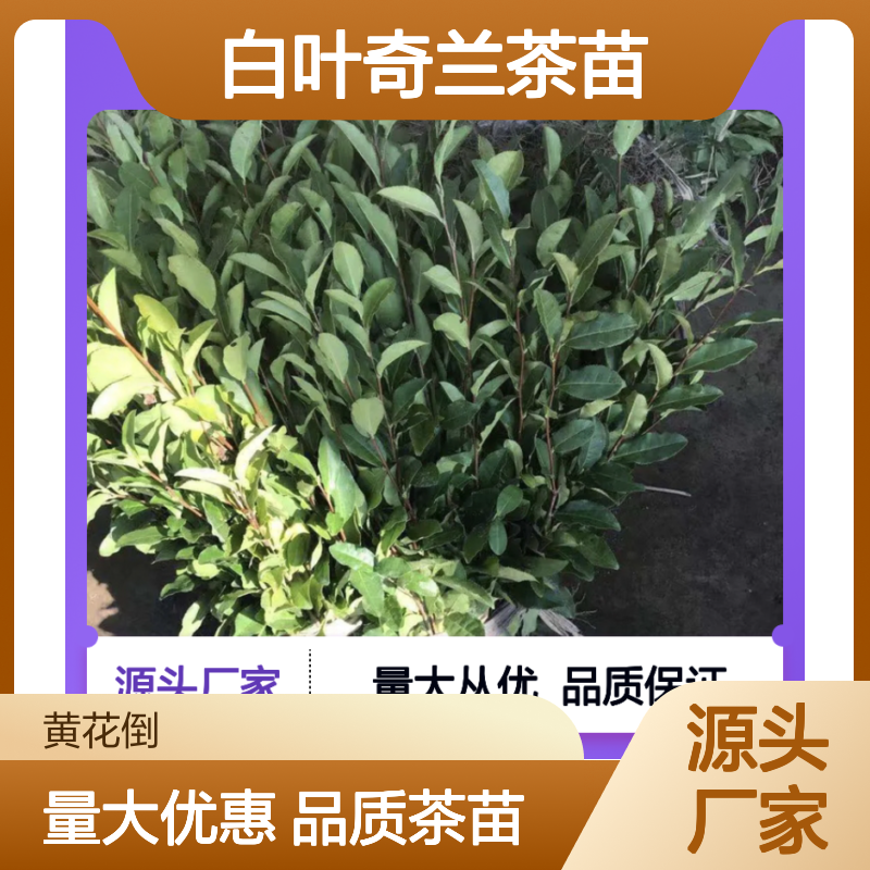 白叶奇兰茶苗 基地种植 百亩规模 实力厂家 品质保证