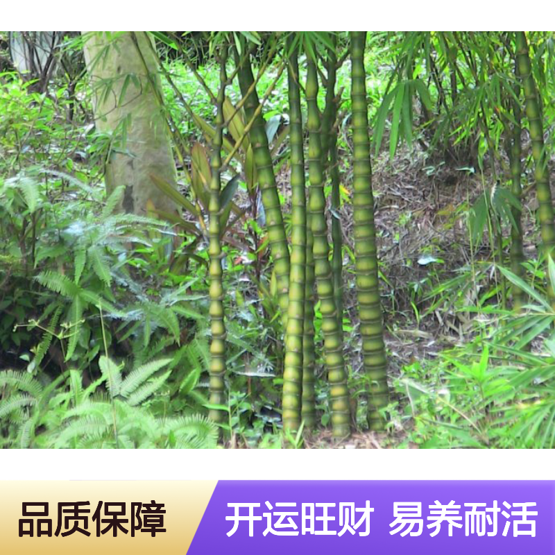 凤尾竹 旺竹种植工程深 圳宝 安园林绿化施工 南韵竹风