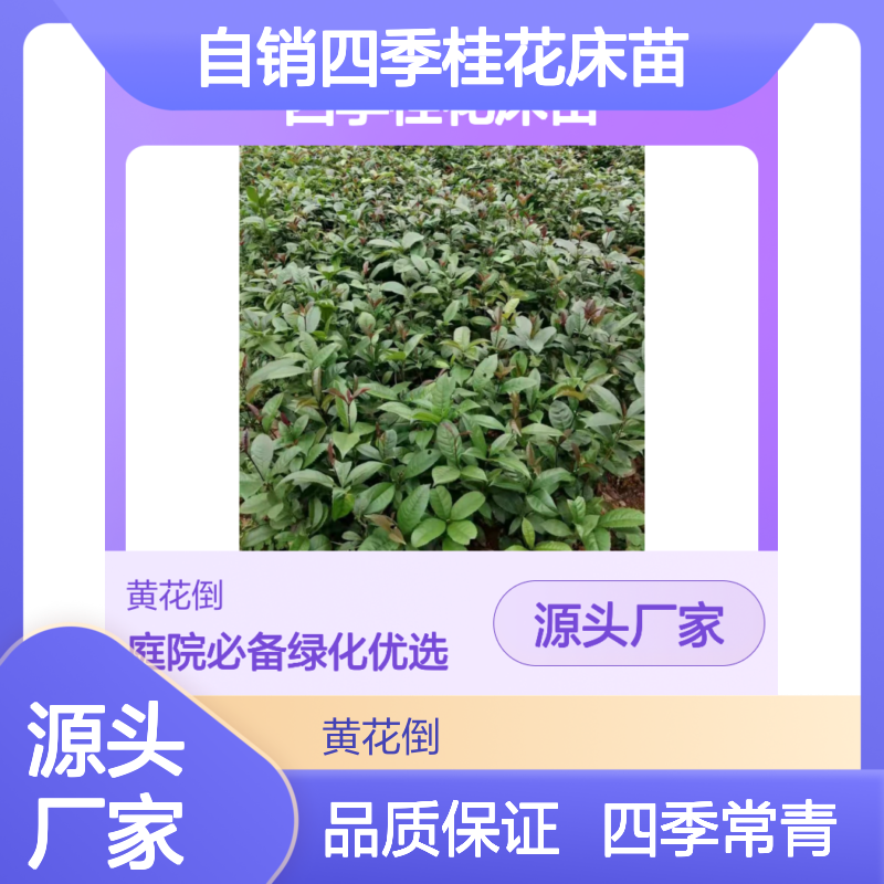 自产自销四季桂花床苗 绿化美化优选 适应性强