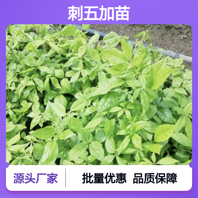 精选刺五加苗 园林植物常绿灌木 生长健壮 根系发达