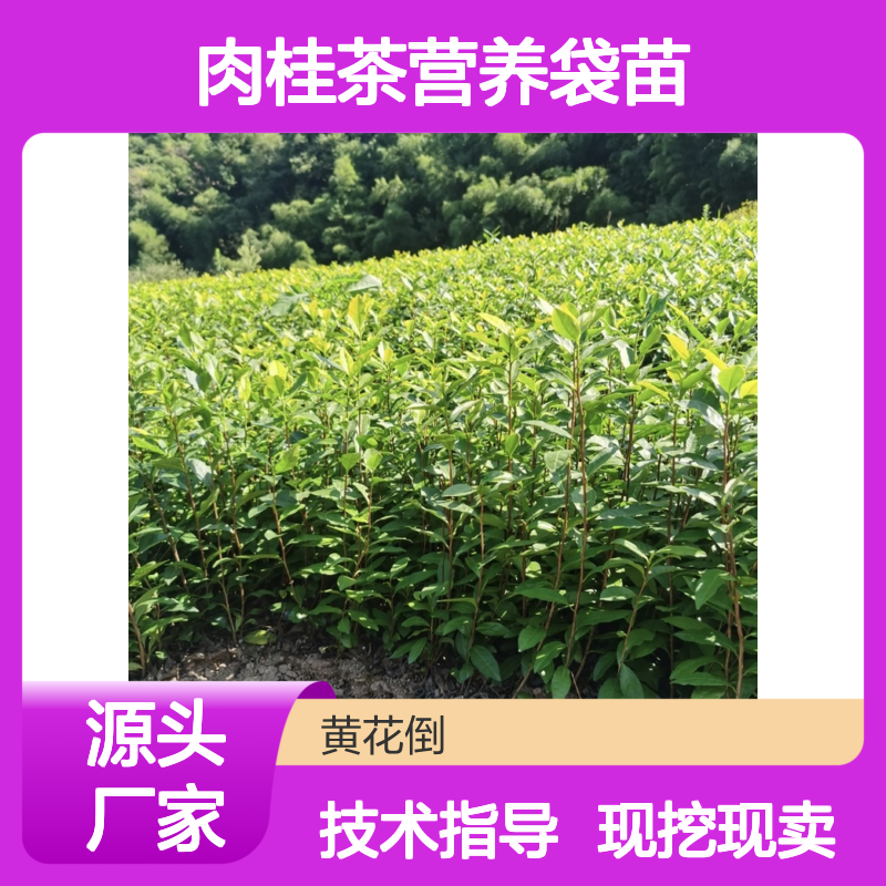 现挖现卖肉桂茶营养袋苗 全程技术指导十几年苗木培育经验
