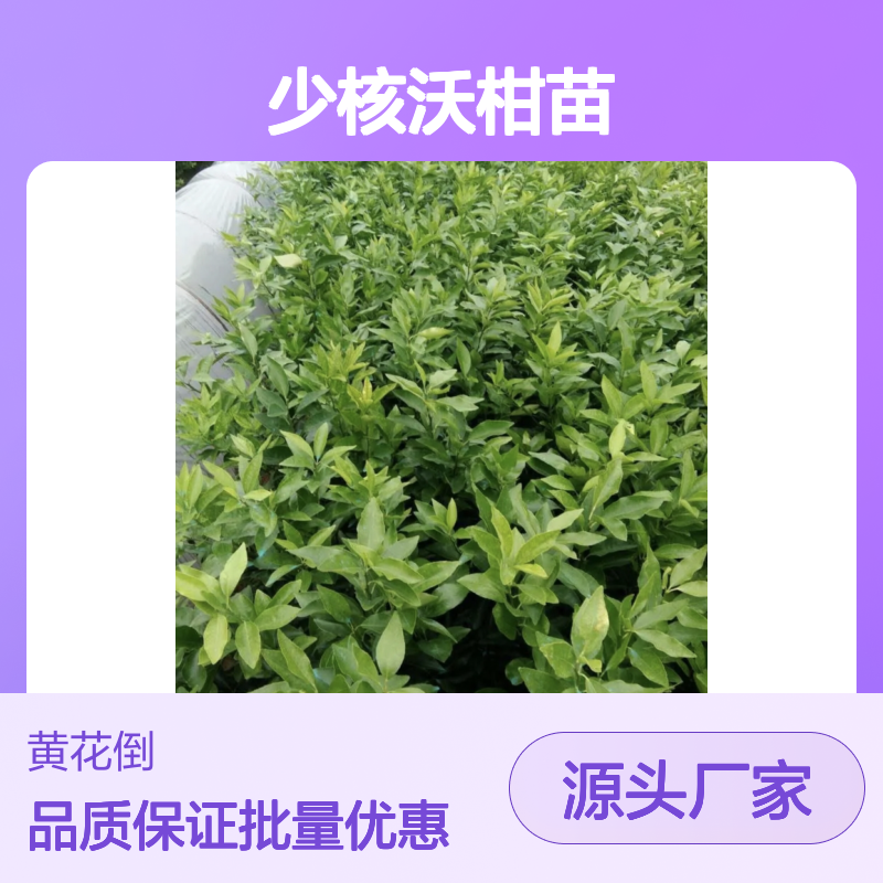 少核沃柑苗袋苗 种植园直供 长势旺盛 挂果持久