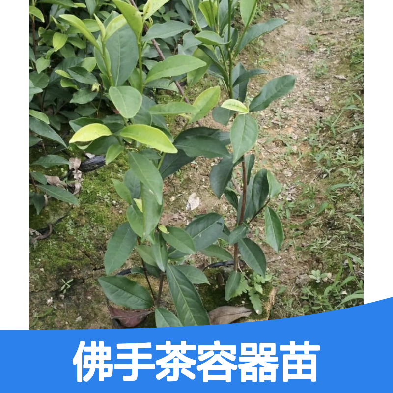 佛手茶容器苗 现起现发 根系发达易管理 品种齐全