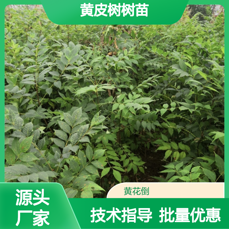 批发黄皮树树苗 园林种植优选 基地直供 成活率高