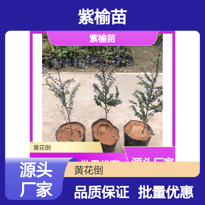 紫榆苗批发 基地直供 造林优选 生长迅速 适应性强