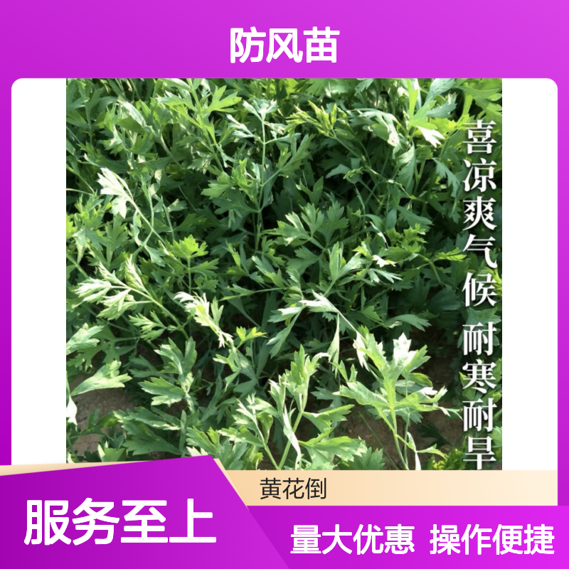 耐寒防风苗优选 生长快速 高产稳产 栽培简单 经济收益