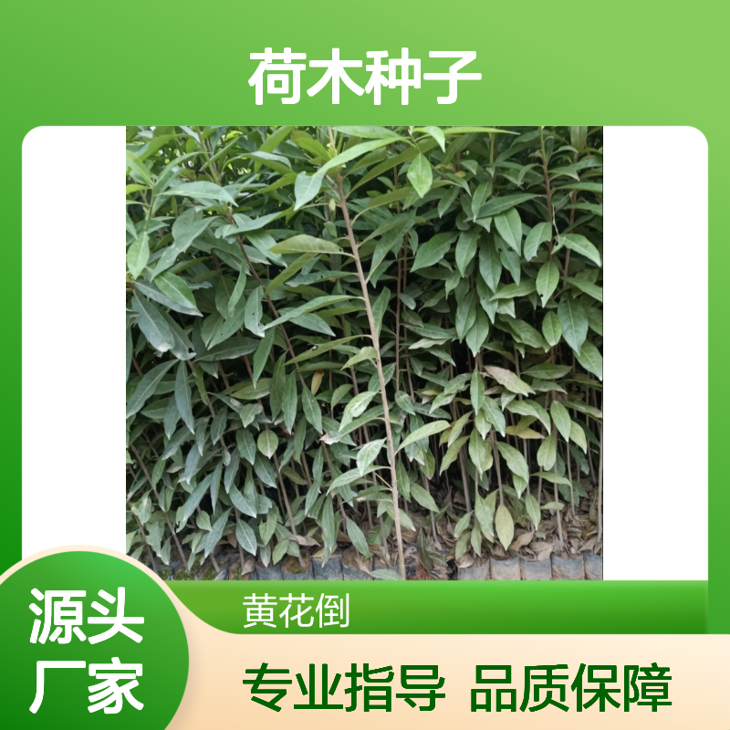 当年新采荷木种子 造林优选基地直供 技术指导