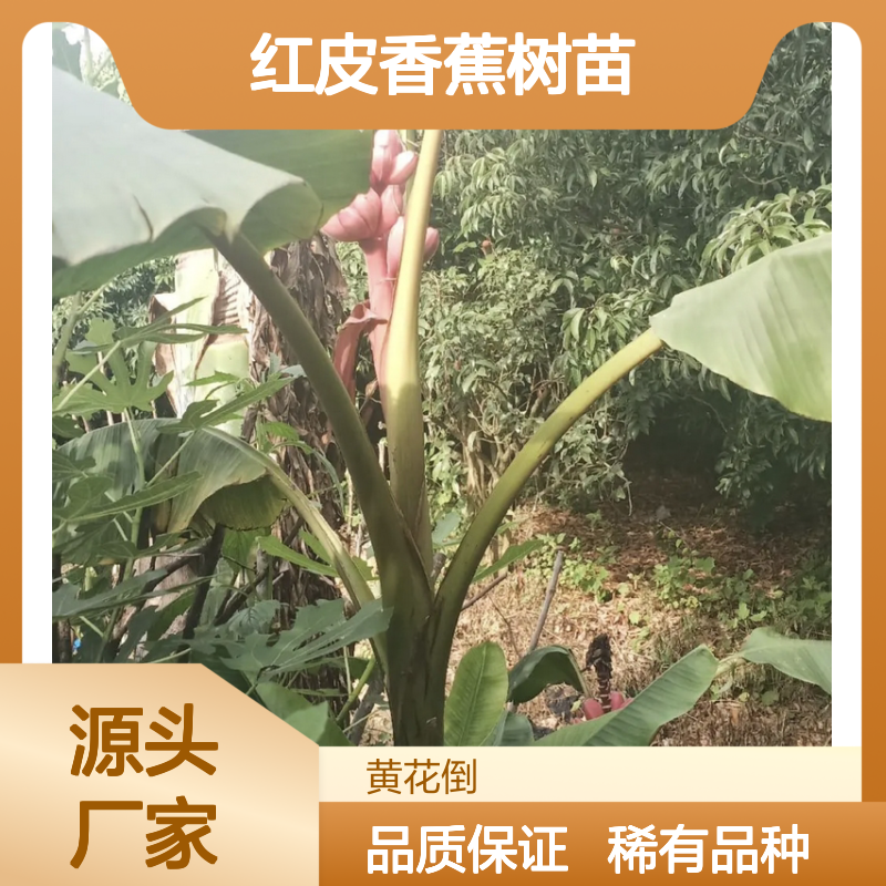 红皮香蕉树苗 批发基地直供 耐储存强 肉质细腻