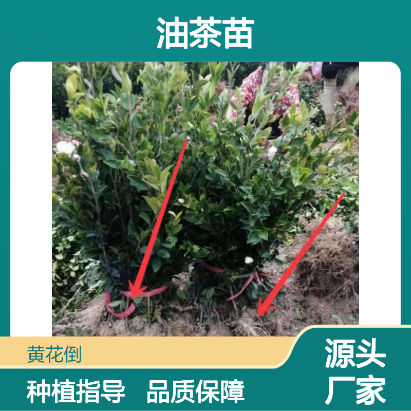 油茶苗批发基地 果大皮薄品种优 高产嫁接 营养丰富