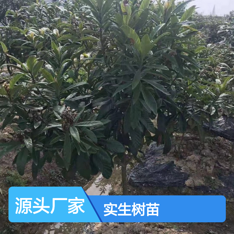 产地直发解放钟枇杷实生树苗 种植成本低可控 荒山农田均可种植