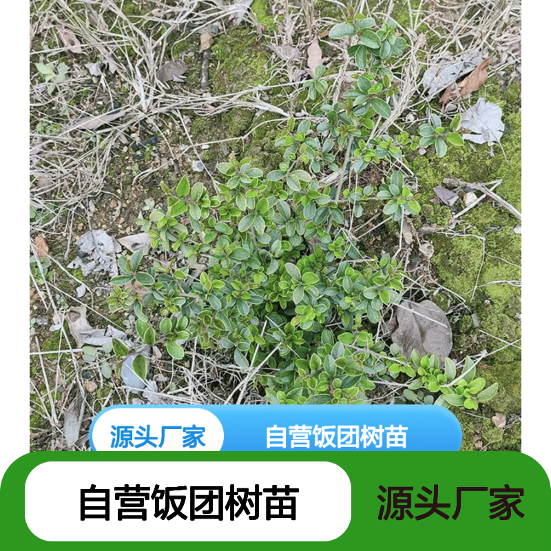 苗木合作社自营饭团树苗 顽强生长 品质优良 根系发达