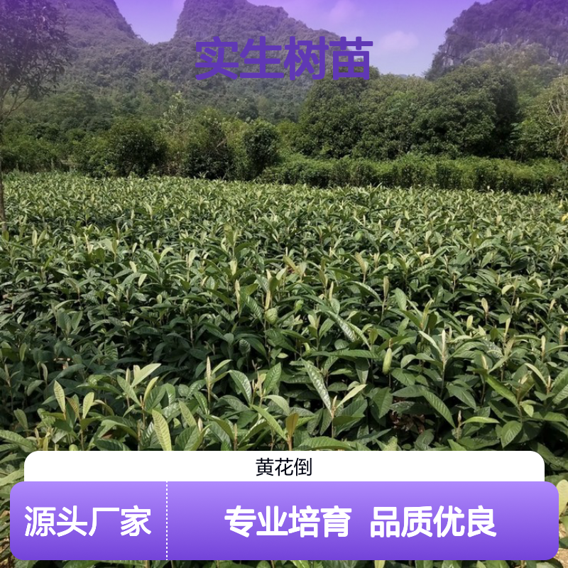 优质枇杷树苗 嫁接繁殖 十几年经验 技术指导 培育精良