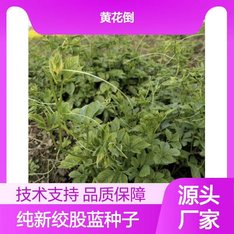 当年纯新绞股蓝种子 根茎繁殖易成活 技术指导