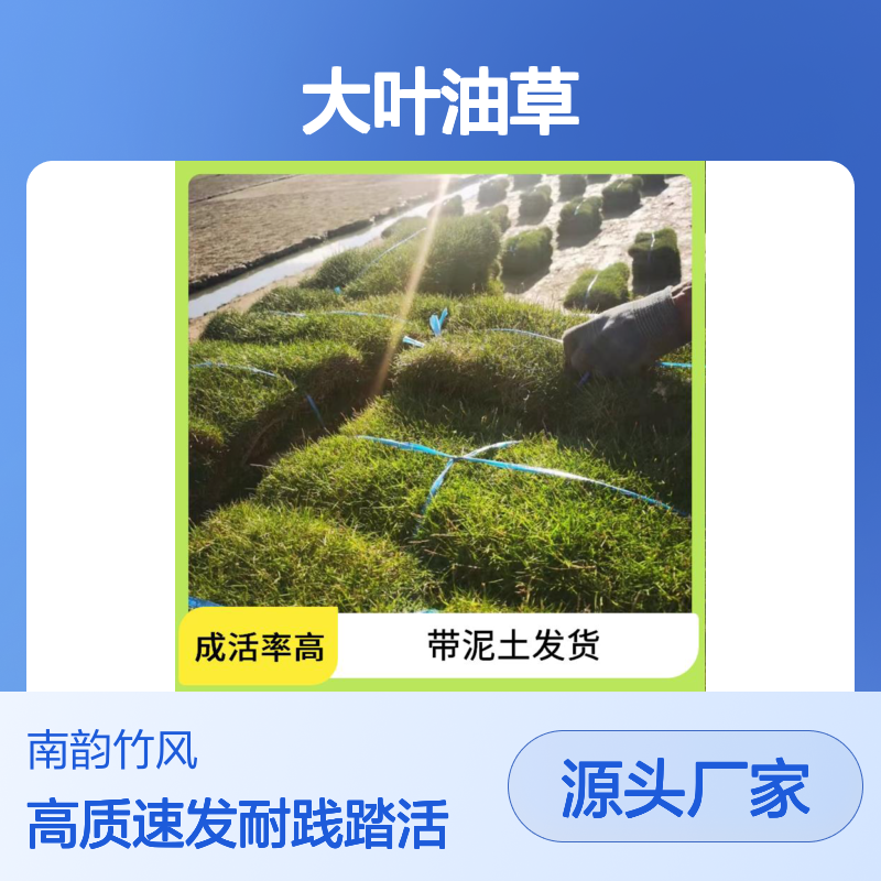 南韵竹风 大叶油草 易于铺设 促进生态循环 生长速度快