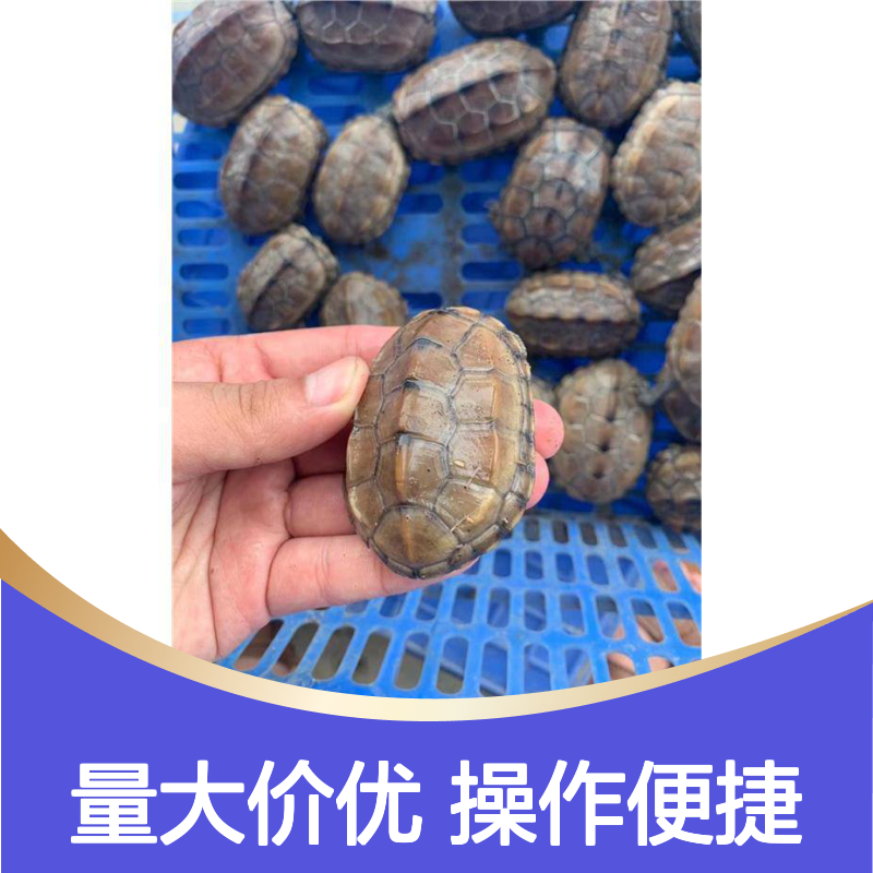 乔丰全新PE材质塑料箱 抗压防摔 经久耐用 无毒无味
