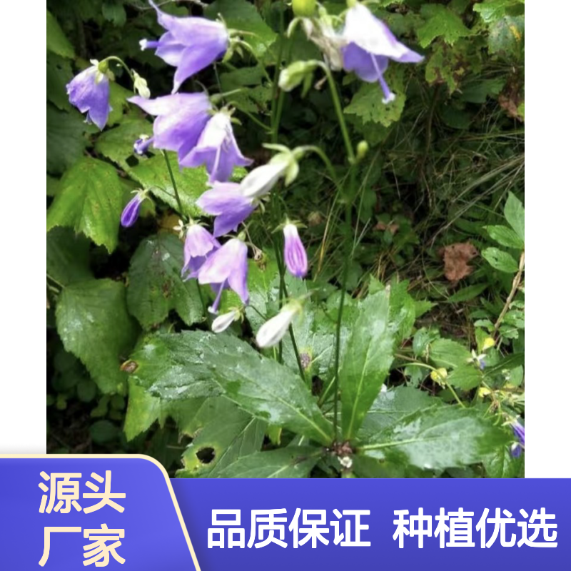 产地一手货源轮叶沙参苗 种植收益好荒山农田均可种植