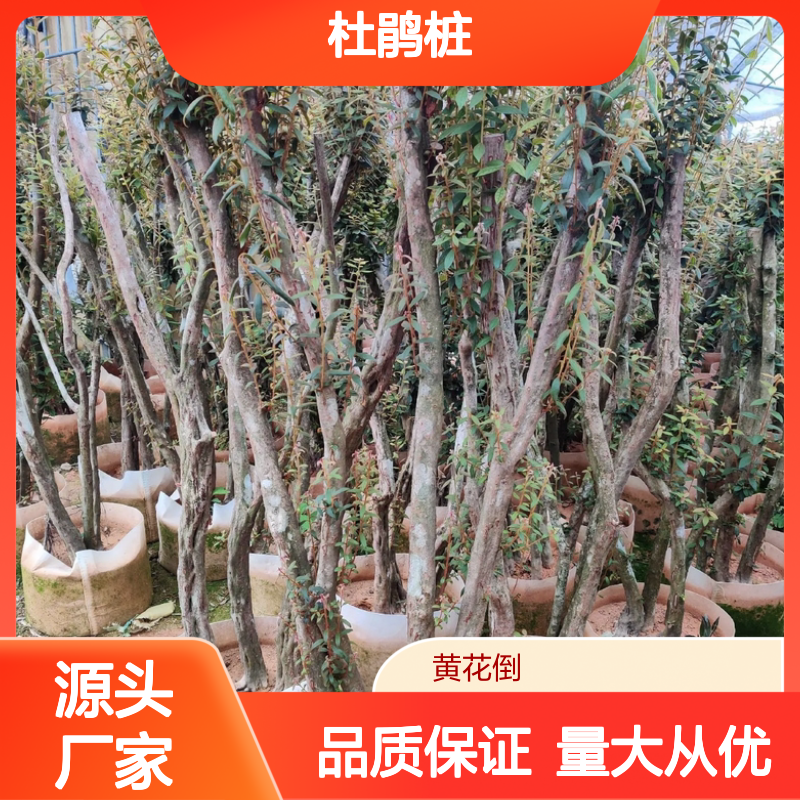 杜 枝繁叶茂 花色艳丽 易于修剪 适应性强 林下布置