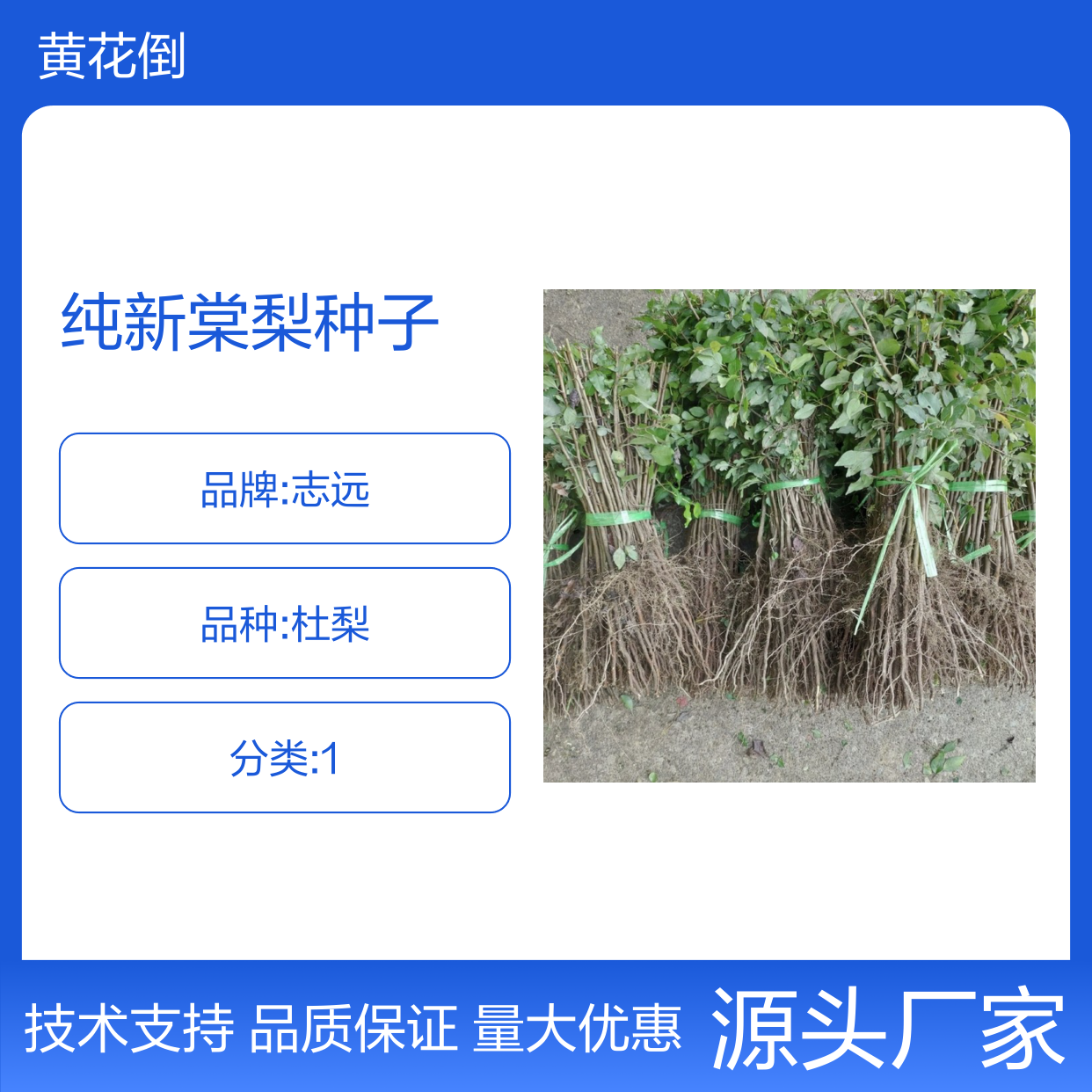 纯新棠梨种子 嫁接梨树优选砧木 免费指导 耐寒耐旱