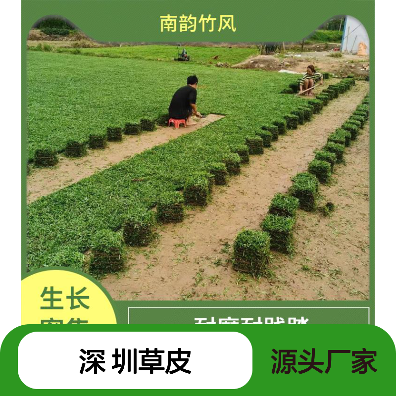 南韵竹风 深 圳草皮 易于铺设 绿化城市景观 带泥土发货