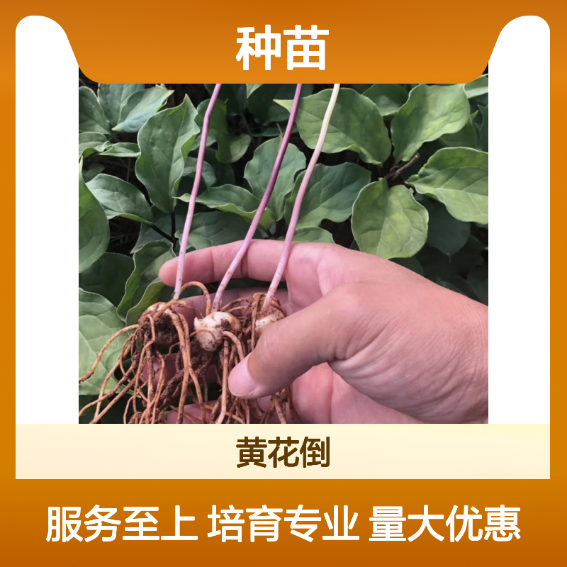 重楼种苗 直播密植高产 种植主产区 遮阴养护 移栽方便