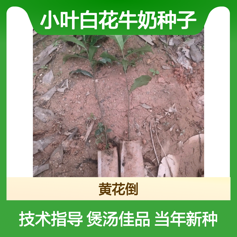 新采收当年小叶白花牛奶种子 苗木合作社自营免费技术指导