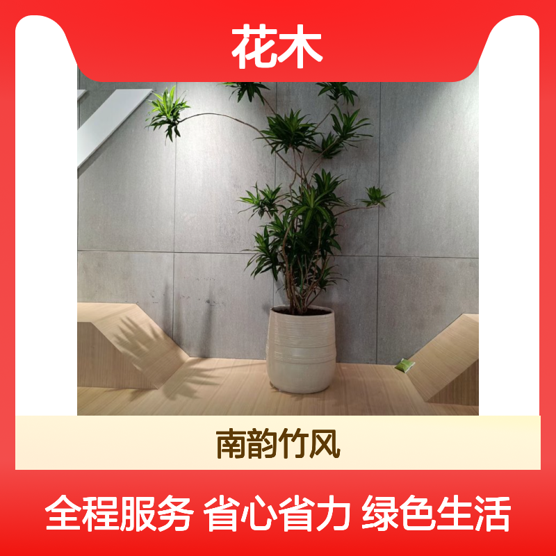 南韵竹风植物租摆 多年经验成活率高 品质如一