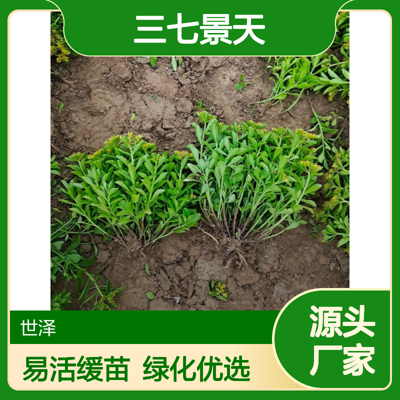 供应八宝景天 三七景天 适合湿地护坡庭院绿化 易成活 缓苗快