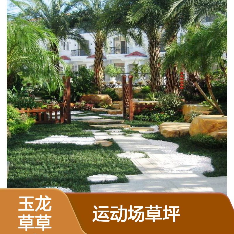 玉龙草草皮 运动场草坪 草场种植批发 生长旺盛 易于养护