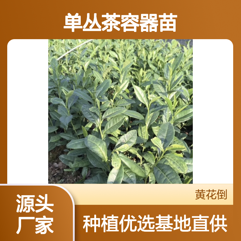 基地直供凤凰单丛茶容器苗 种植收益好荒山农田均可种植