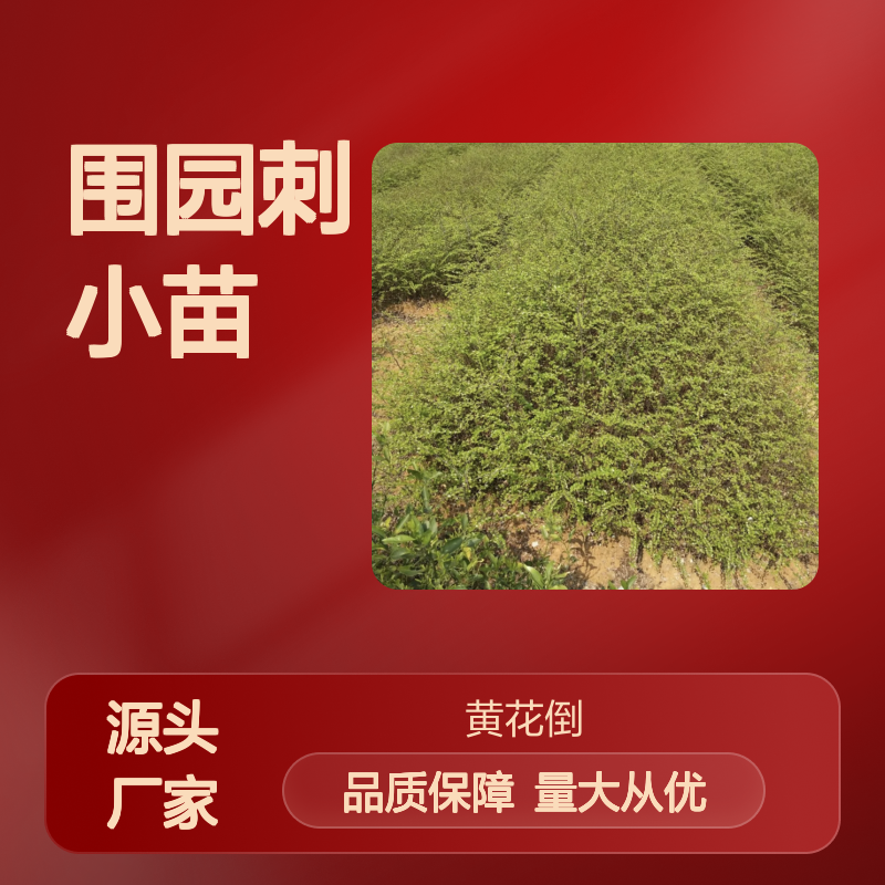 围园刺小苗 灌木绿篱植物 基地直供 药用价值 观赏性强