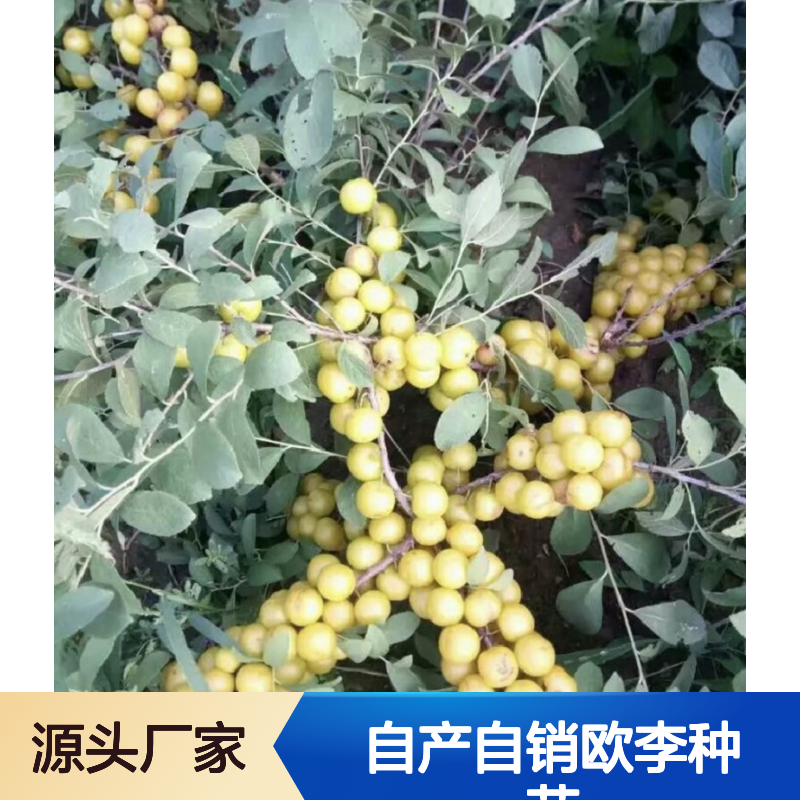 自产自销欧李种苗 种植收益好荒山农田均可种植